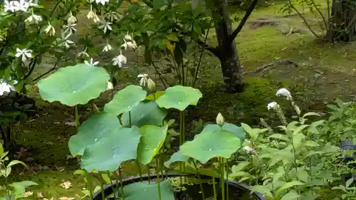 勝林寺(京都府)