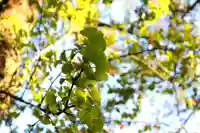 三津厳島神社の自然