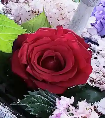 鳩森八幡神社(東京都)