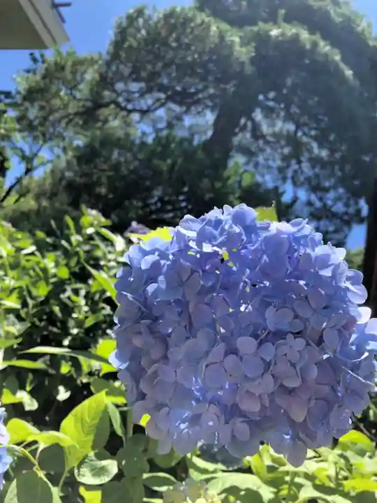 高幡不動尊 金剛寺の自然