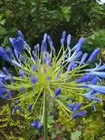 浅間神社(東京都)