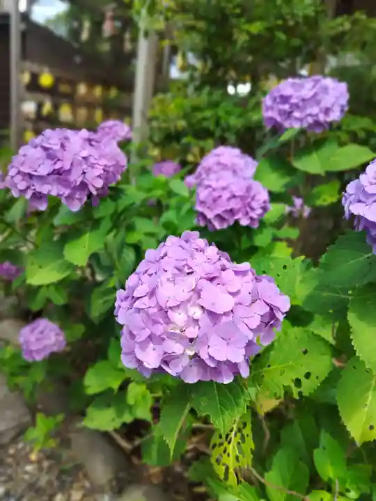 菊田神社(千葉県)