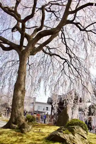 本満寺（本願満足寺）の庭園