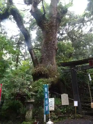 東霧島神社の自然