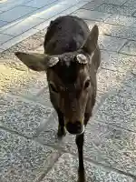 東南院(東大寺本坊)(奈良県)