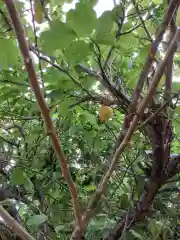 笠寺天満宮東光院の自然