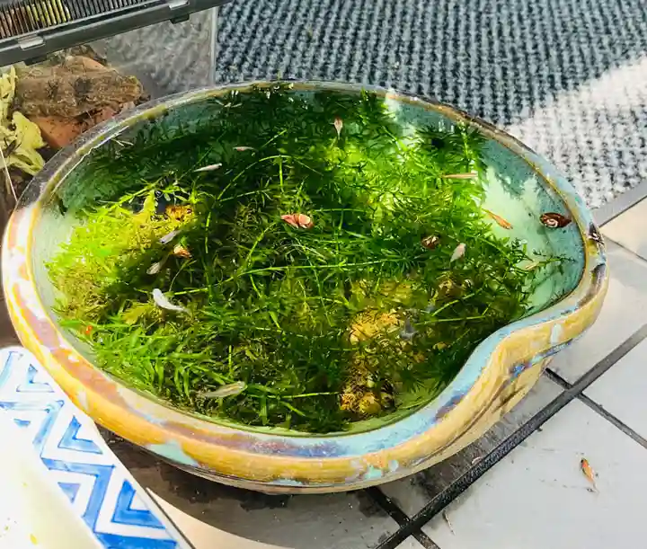 銀杏岡八幡神社の動物