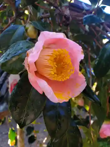 沙沙貴神社の自然