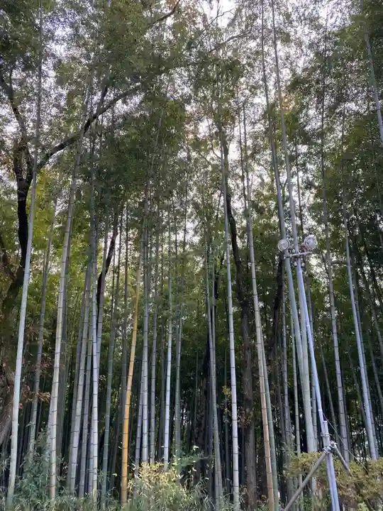 常陸国出雲大社の自然