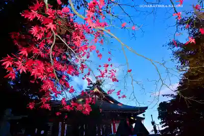 大山阿夫利神社(神奈川県)