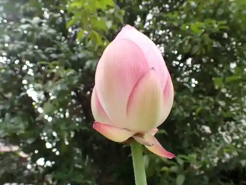 行願寺（革堂）の自然