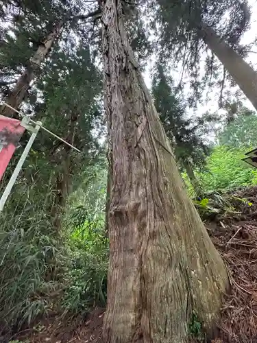 雲洞庵　芹沢観音の自然