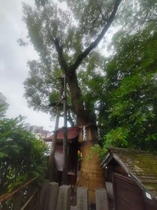 堀越神社(大阪府)