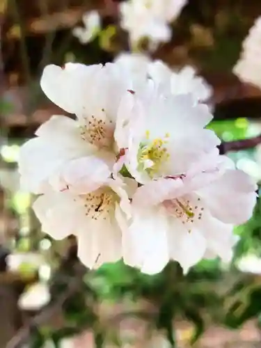 赤坂氷川神社(東京都)