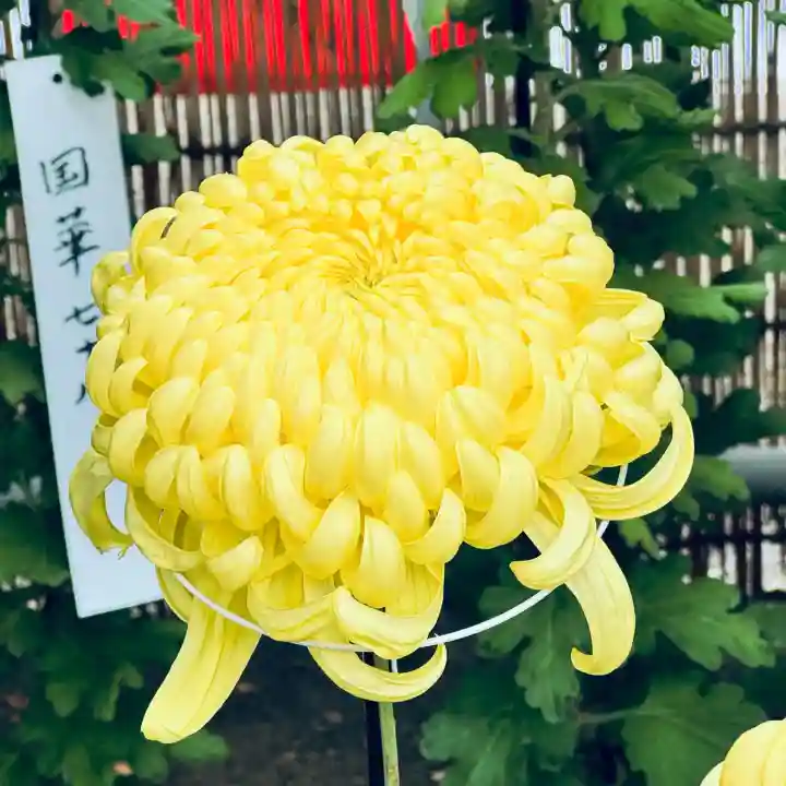 喜多院(埼玉県)