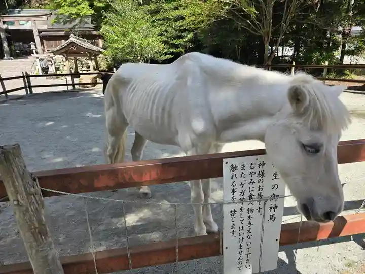 丹生川上神社(下社)(奈良県)
