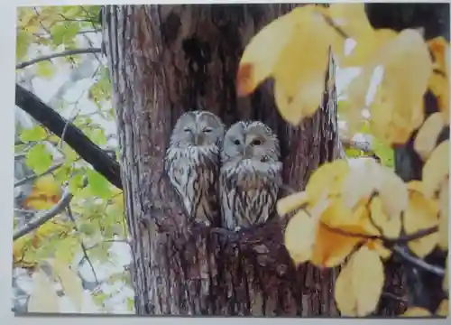 市来知神社の動物