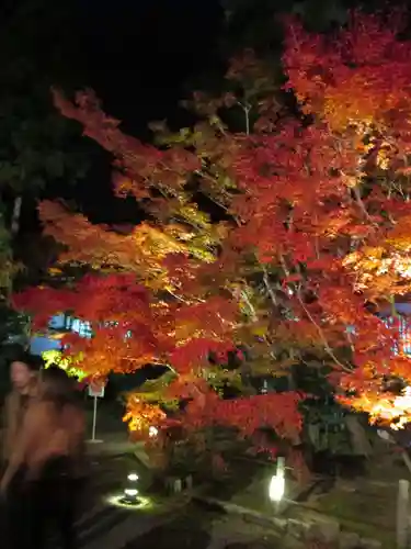 禅林寺（永観堂）の自然