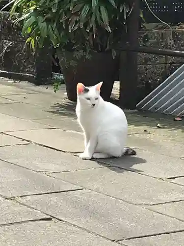 中川八幡神社の動物