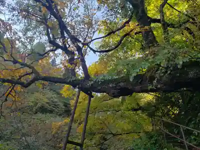 大滝観音の自然