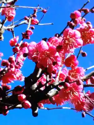 田端神社(東京都)