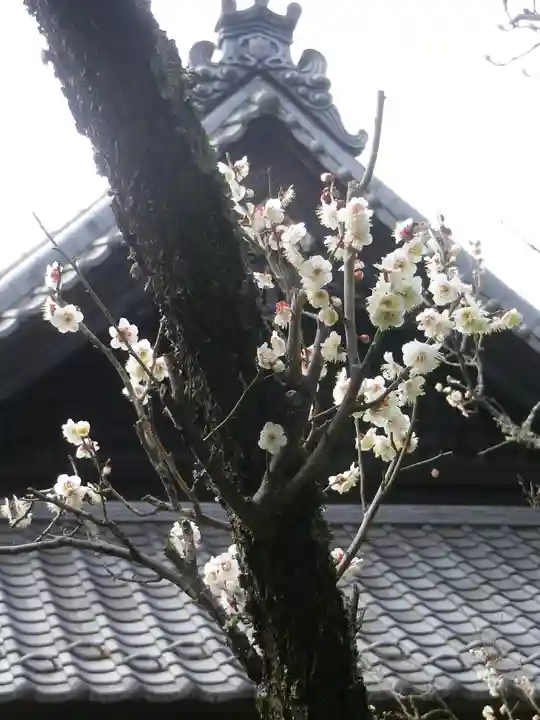 浄光明寺の自然
