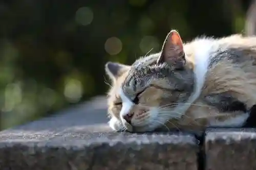玉野御嶽神社(愛知県)