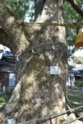 山王神社の{uncategorized: "未分類", other: "その他", undefined: "問題あり", building: "その他建物", grave: "お墓", sacred_gate: "鳥居", guardian: "狛犬", statue: "像", buddha: "仏像", history: "歴史", nature: "自然", garden: "庭園", animal: "動物", pagoda: "塔", temizu: "手水舎", mountain_gate: "山門・神門", sanctuary: "本殿・本堂", subordinate: "末社・摂社", art: "芸術", scenery: "景色", jizo: "地蔵", ema: "絵馬", goshuin: "御朱印", omikuji: "おみくじ", items: "授与品その他", amulet: "お守り", goshuincho: "御朱印帳", eats: "食事", festival: "お祭り", votive_dance: "神楽", shichigosan: "七五三参", wedding: "結婚式", experience: "体験その他", initially: "初詣", around: "周辺", anti_infection: "感染症対策"}