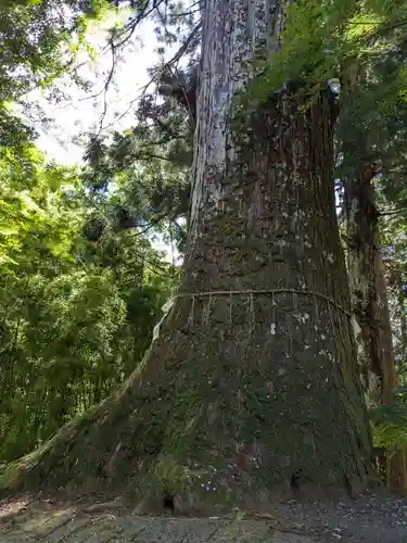 金櫻神社の自然