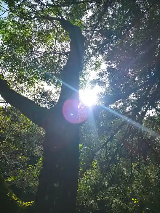 荒倉神社の自然