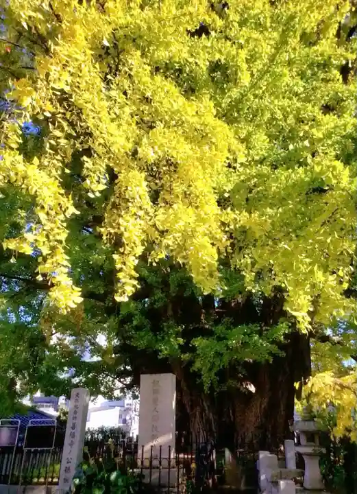 善福寺(東京都)