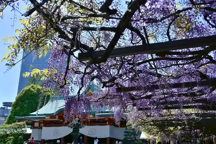 日枝神社の自然