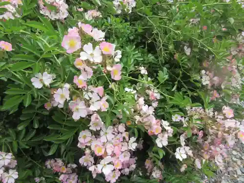 梅宮大社(京都府)