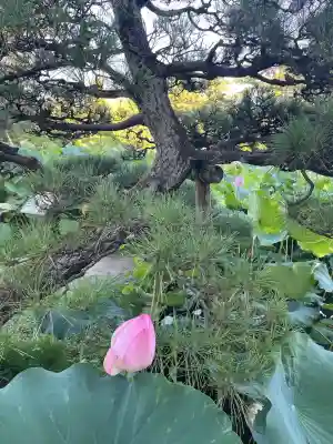白山神社(新潟県)