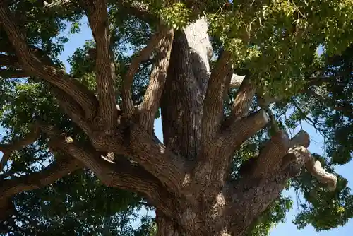 伊勢原大神宮の自然