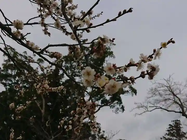 橘樹神社の自然