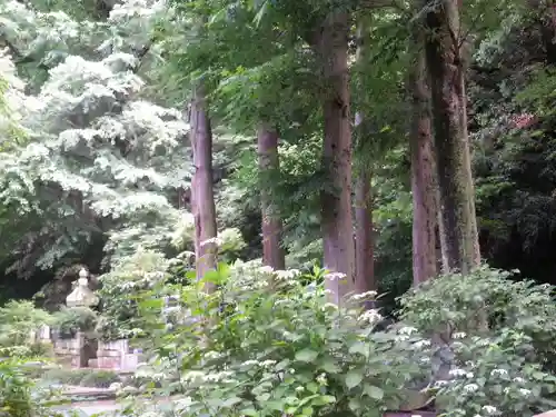 妙本寺の自然