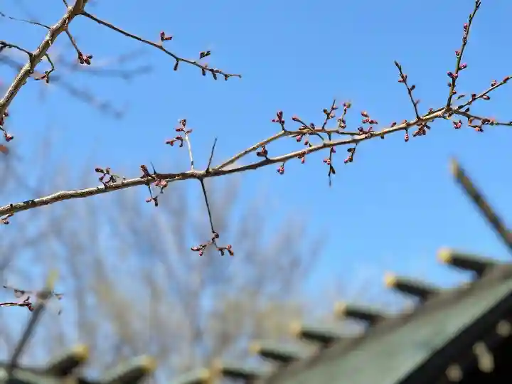 札幌諏訪神社の自然