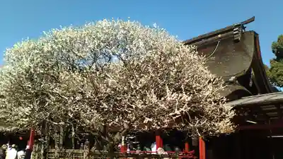 太宰府天満宮(福岡県)