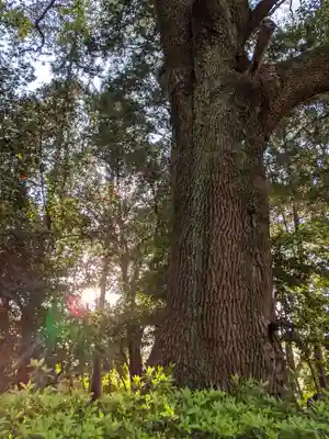 伊多波刀神社(愛知県)