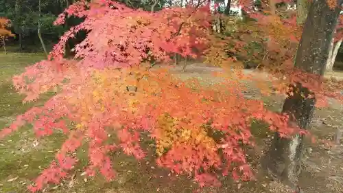 仁和寺の自然