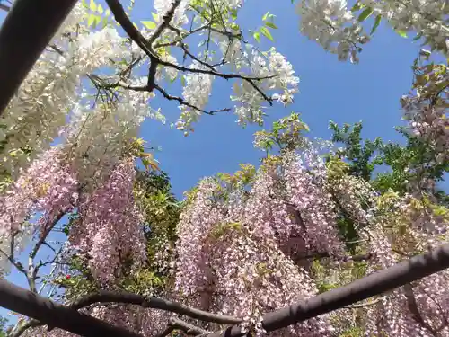 子安地蔵寺の自然