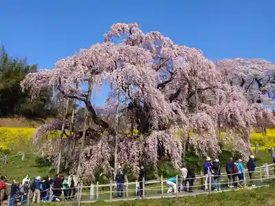 瀧桜神明宮(福島県)