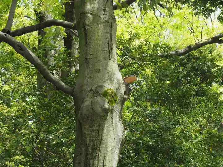 石川護國神社の自然