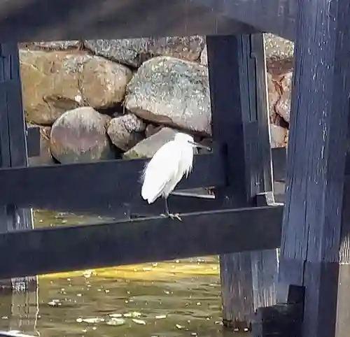 厳島神社の動物