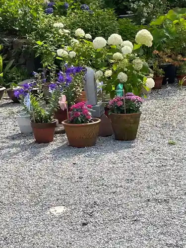 普門寺(切り絵御朱印発祥の寺)の自然