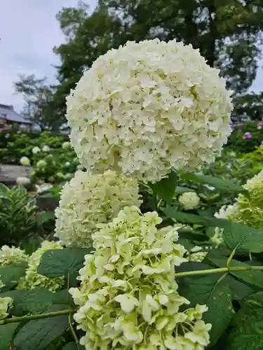 能護寺(埼玉県)
