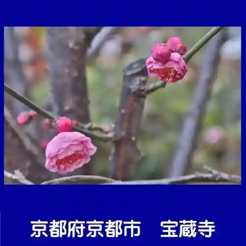 宝蔵寺(京都府)