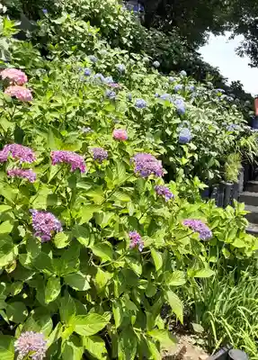 長谷寺(神奈川県)