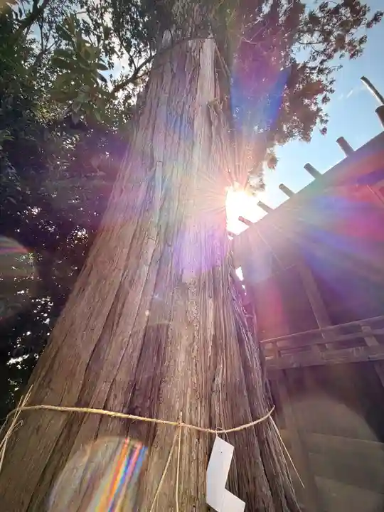 鹿嶋三嶋神社(茨城県)